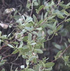 Struthanthus interruptus