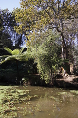 Melaleuca viminalis viminalis
