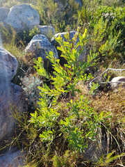 Cliffortia cuneata