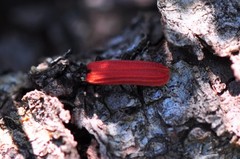 Benibotarus alternatus