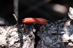 Benibotarus alternatus