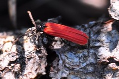 Benibotarus alternatus