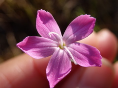 Dianthus laricifolius