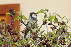 Passer domesticus