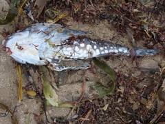 Myoxocephalus