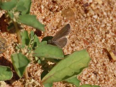 Zizeeria knysna knysna