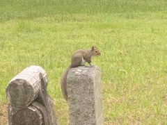 Sciurus carolinensis