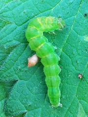 Hypena proboscidalis