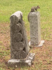 Sciurus carolinensis