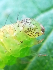 Hypena proboscidalis