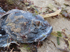 Myoxocephalus
