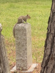 Sciurus carolinensis