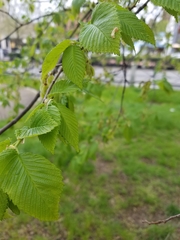 Ulmus