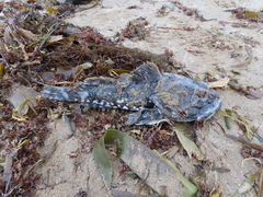 Myoxocephalus