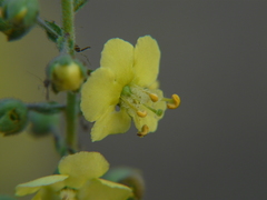 Verbascum coromandelianum