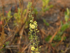 Verbascum coromandelianum