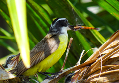 Pitangus sulphuratus
