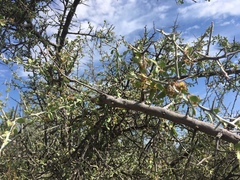 Sarcomphalus obtusifolius canescens