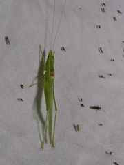 Caulopsis