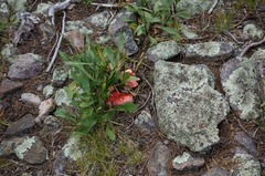 Russula nana