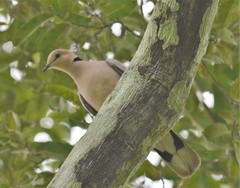 Streptopelia vinacea