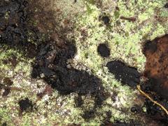 Cheirospora botryospora