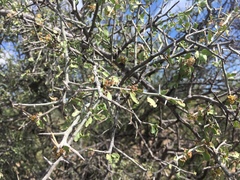 Sarcomphalus obtusifolius canescens