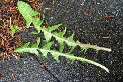 Taraxacum piceatum