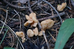 Cudoniaceae