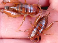 Phrixocnemis truculentus