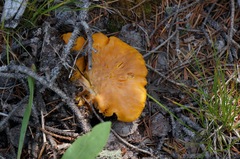 Cantharellus roseocanus
