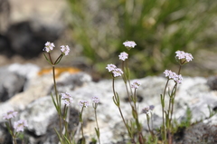 Valerianella pumila