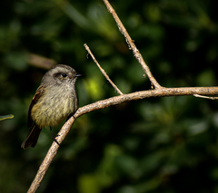 Colorhamphus parvirostris
