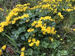 Caltha palustris palustris
