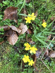 Caltha palustris palustris