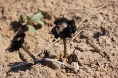 Montagnea arenaria