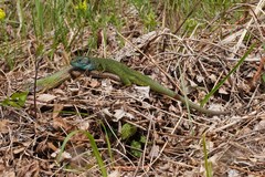 Lacerta viridis