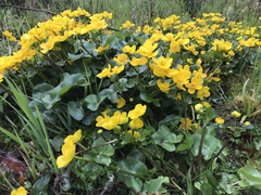 Caltha palustris palustris