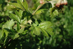 Crataegus taurica