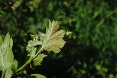 Crataegus taurica