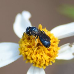 Ceratina floridana