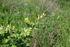 Crataegus taurica