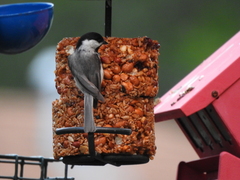 Poecile carolinensis