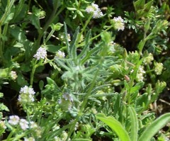 Valerianella coronata