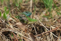 Lacerta viridis