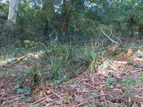 Dietes grandiflora