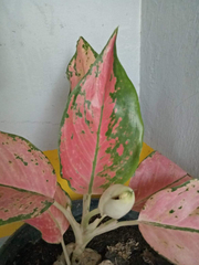 Aglaonema