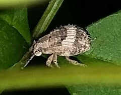 Pseudocneorhinus obesus