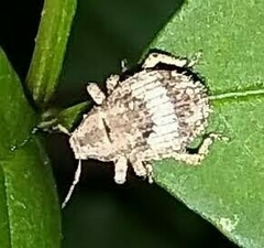 Pseudocneorhinus obesus