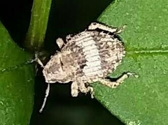 Pseudocneorhinus obesus